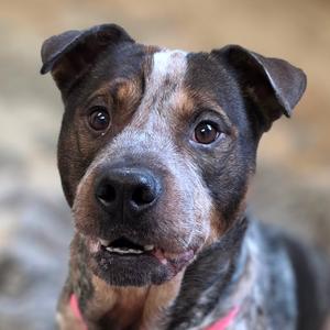 Zane, Cattle Dog, adult, available for adoption