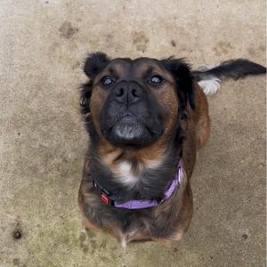 a brown dog with a purple collar looking up at the camera