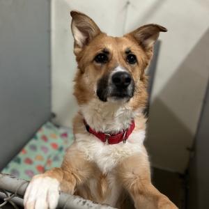 Tally, Shepherd, adult, available for adoption