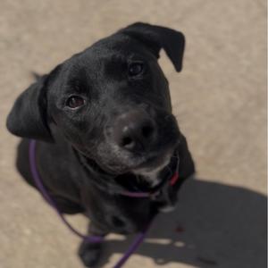Stella, Retriever, Black Labrador, young, available for adoption