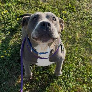 Sadie, Mastiff, senior, available for adoption