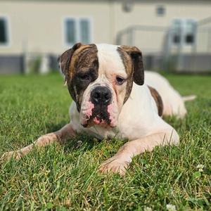 A brown and white bulldog lying on a grassy lawn, with a building in the background.