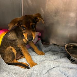 Frodo, Shepherd, available for adoption