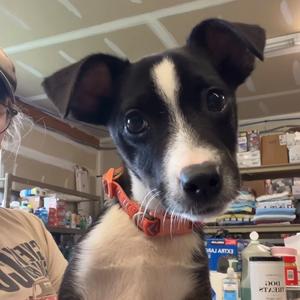 Sam, Collie, Border, available for adoption