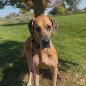 A brown Great Dane standing on a grassy field, wearing a purple leash and looking directly at the camera.