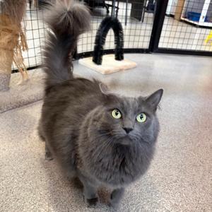 Frankie (Whitney), adult, available for adoption