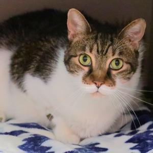 Freya, senior, available for adoption