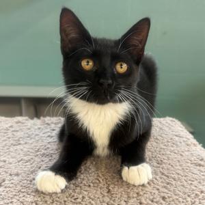 JJ, kitten, available for adoption