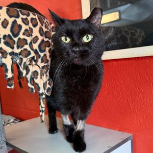 Ninja, adult, available for adoption
