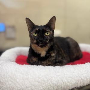Mii, adult, available for adoption