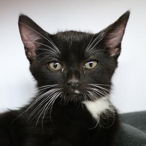Dale, kitten, available for adoption