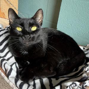 Panthera, adult, available for adoption