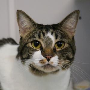 Kisses, adult, available for adoption
