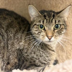 Merry, available for adoption