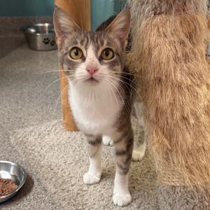 A gray and white cat with large yellow eyes standing on a carpeted floor, looking directly at the camera. A metal food bowl is visible in the foreground, and a larger animal, possibly a dog, is partially visible in the background.