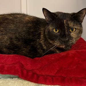 Rain, adult, available for adoption