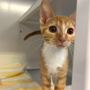 A close-up of an orange and white kitten with large, round eyes and long whiskers, standing on a yellow and white striped blanket.