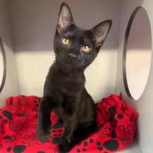 Caitlin, kitten, available for adoption