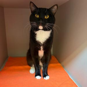 Buster, available for adoption