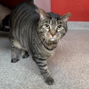 Honey, adult, available for adoption