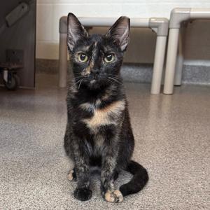 Abby, available for adoption