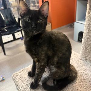 Egret, kitten, available for adoption