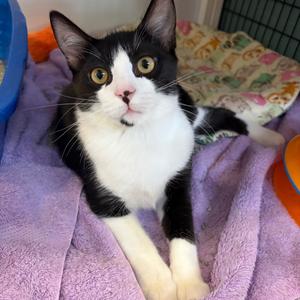 Ferb (Kirshy), kitten, available for adoption