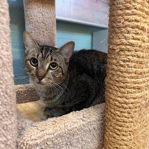 Frodo, available for adoption