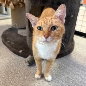 Creamsicle, adult, available for adoption