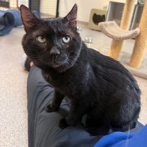 Beef (Frisco), adult, available for adoption
