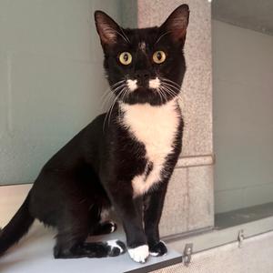 Dippy, available for adoption