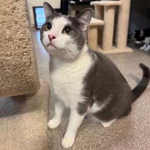 A gray and white cat sitting on a carpeted floor, looking up with its ears perked and eyes wide open. The cat has a pink nose and is positioned near a cat tree in the background.