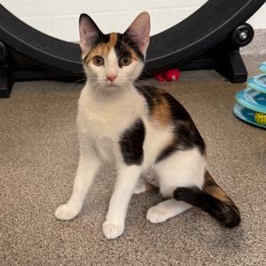 Crouton, kitten, available for adoption