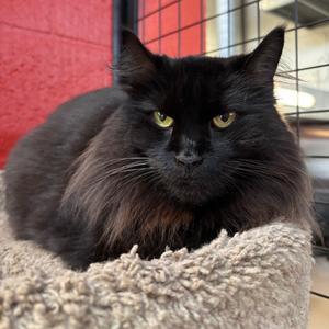 Boo (Sky), adult, available for adoption