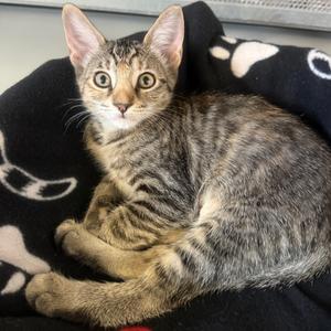 Egg Drop, kitten, available for adoption