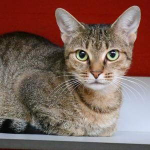 Kira, adult, available for adoption