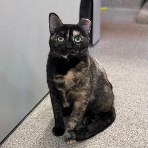 Bella Donna, adult, available for adoption