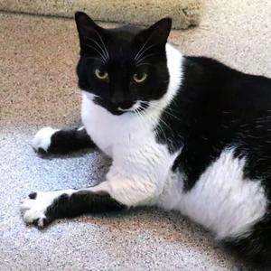 Maxine, adult, available for adoption