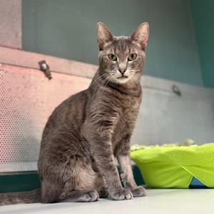 Astrid, adult, available for adoption