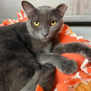 Kohl, available for adoption