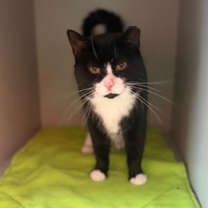 Dorothy, senior, available for adoption