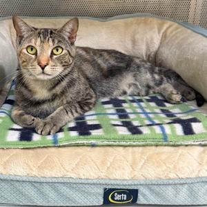 A tabby cat lying on a green and blue plaid blanket on a beige pet bed.