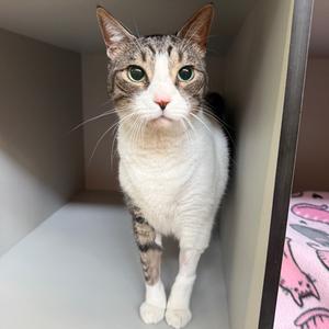 Kit, adult, available for adoption