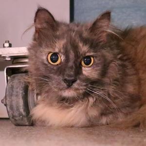 a fluffy cat with long fur and large yellow eyes