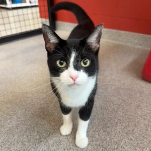 Apollo, adult, available for adoption