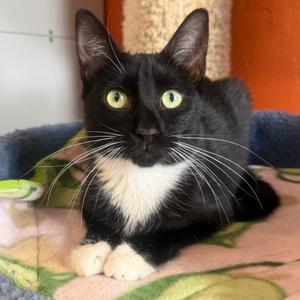 Abby, adult, available for adoption