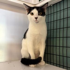 Gilligan, kitten, available for adoption
