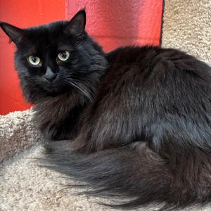 Finley, adult, available for adoption