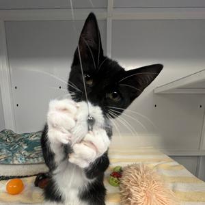 Chicky, kitten, available for adoption