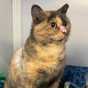 Patience, adult, available for adoption